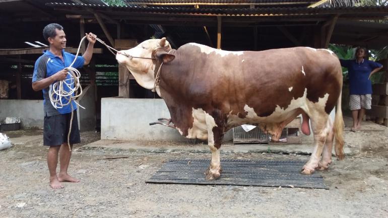 Sapi Kurban Presiden