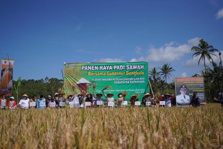 Gubernur Bengkulu Panen Raya 