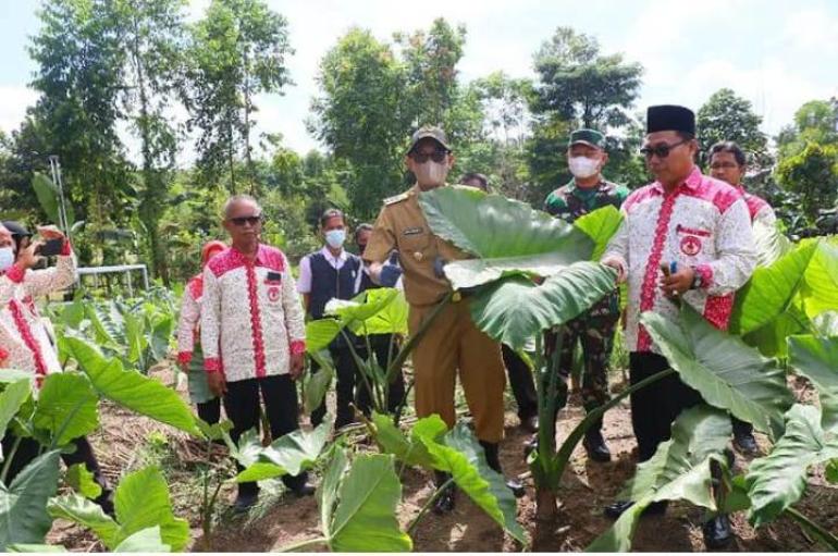 Bupati PALI Ajak Petani Tanam Talas Beneng