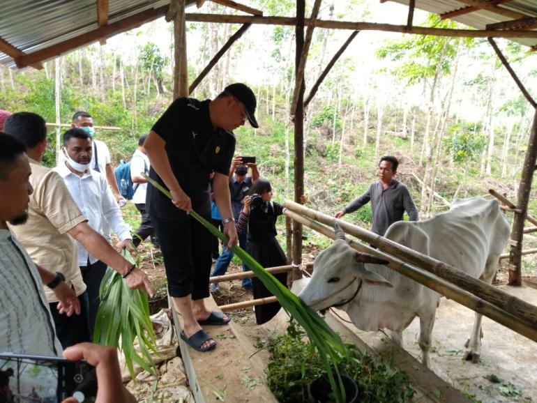 Gubernur Rohidin Apresiasi Ketekunan Peternak BUMP Desa Napal Jungur