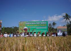 Gubernur Bengkulu Panen Raya 