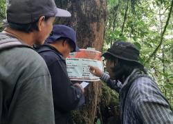 Salah satu kegiatan pengukuran pohon untuk mengetahui kandungan karbon pada program REDD+